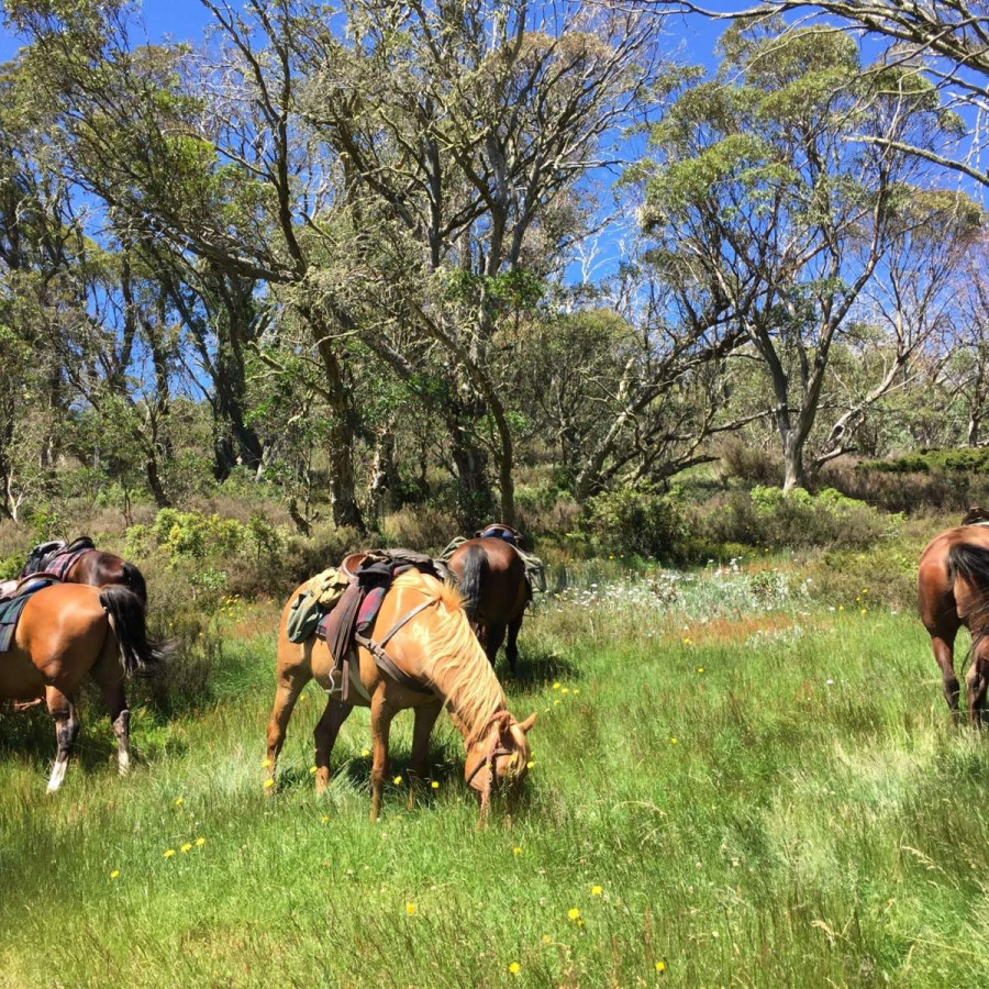 Victorian High Country – Victoria - Horses & Cattle